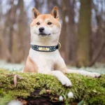 Un Shiba Inu portant un Collier Chien Personnalisé Multicolore Boho Brodé de couleur bleue