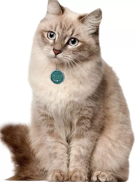 Chat crème avec collier turquoise et yeux bleus, élégant et bien soigné.