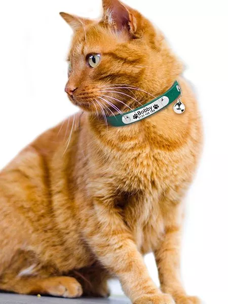 Chat ginger élégant avec collier vert et yeux verts captivants, posé avec curiosité.