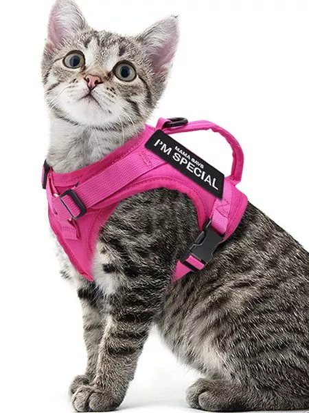 Chat gris tabby en harnais rose : curieux et unique avec le slogan JE SUIS SPÉCIAL.