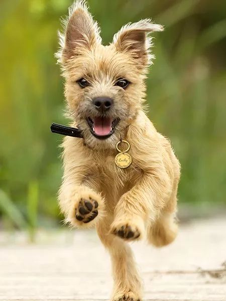 Chien joyeux courant dans la nature, capturant lénergie et lexubérance du jeu.