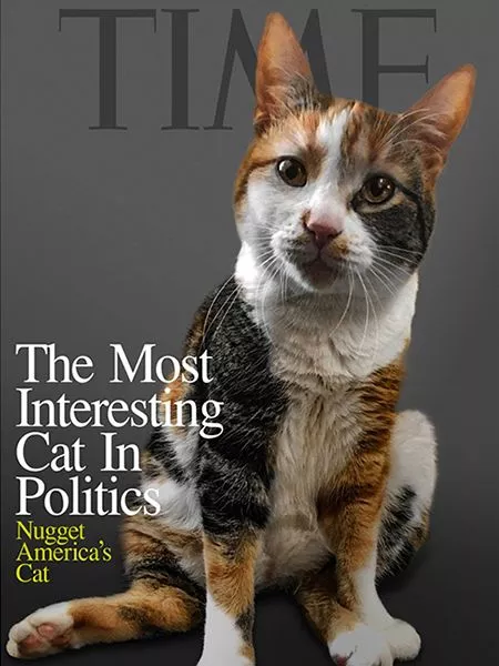 Nugget, le chat calico, est le plus intéressant en politique sur cette couverture humoristique.