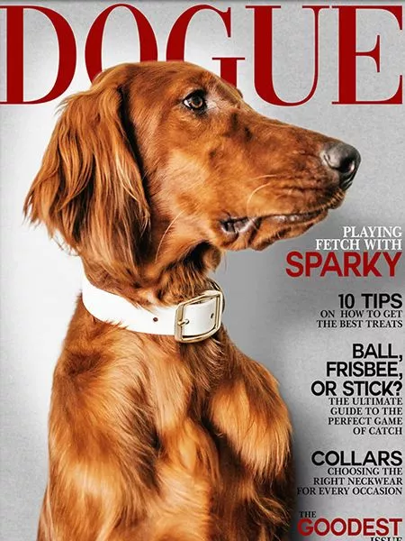 Couverture du magazine DOGUE avec un golden retriever élégant et des conseils pour les propriétaires de chiens.