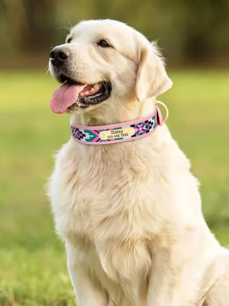 Golden retriever heureux avec collier coloré dans un parc ensoleillé.