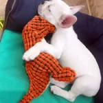 Chiot bulldog français endormi avec son jouet dinosaure orange dans un lit douillet.