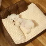 Petit chien blanc se repose paisiblement dans son lit confortable.