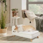 Chien paisible dans une chambre accueillante avec lumière naturelle et décoration apaisante.