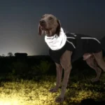 Weimaraner en extérieur la nuit, vêtu dun manteau réfléchissant pour plus de sécurité.