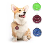 Corgi joyeux avec collier et étiquettes colorées, reflétant la personnalité des animaux de compagnie.