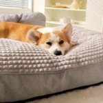 Corgi détendu sur un lit gris plush, ambiance cosy et chaleureuse.