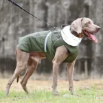 Weimaraner heureux en manteau vert, profitant dune promenade dans la nature.