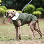 Un Weimaraner joyeux en veste verte, explorant un parc verdoyant sous un ciel ensoleillé.