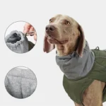 Chien Weimaraner en manteau olive et gris, élégant et confortable pour les aventures en plein air.