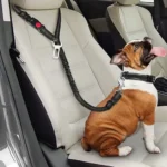 Un bulldog joyeux dans une voiture moderne, bien attaché pour un voyage en toute sécurité.