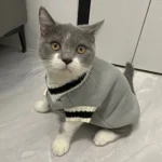 Chat gris en pull sportif, curieux avec des yeux ambrés, dans un décor minimaliste.