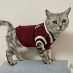 Chat joueur en pull maroon sur coussin bleu clair, avec yeux verts pétillants.