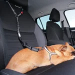 Chien détendu dans une voiture sécurisée, avec harnais noir pour un voyage en toute sécurité.