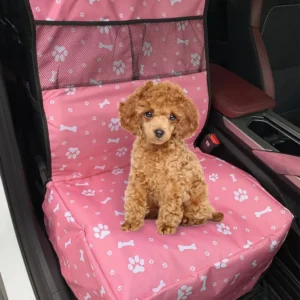 Poodle doré sur siège auto rose, confortable et prêt pour une balade.