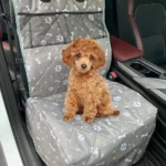 Poodle mignon sur une housse de siège auto grise avec motifs amusants.