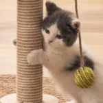 Un adorable chaton joue avec un griffoir et une balle verte, exprimant curiosité et joie.