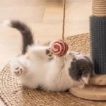 Un chaton joyeux jouant avec une balle colorée, capturant la magie des moments de jeu.