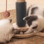 Deux adorables chatons jouent avec un jouet en grattant, dans un cadre chaleureux.