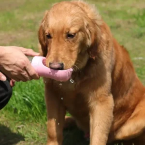 Golden retriever joue dans le parc avec son propriétaire, moment de bonheur partagé.