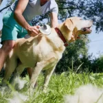 Grooming dun Labrador jaune en plein air, moment de complicité et de bien-être.