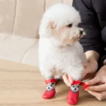 Chien blanc mignon en bottines rouges avec un élégant motif panda, moment affectueux.