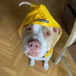 Chien pitbull adorable en imperméable jaune, curieux et joueur dans un intérieur chaleureux.