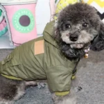 Chien poodle adorable en veste verte dans une ambiance joyeuse et colorée.