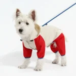 Chien Westie mignon en veste rouge et pantalon, prêt pour l’aventure.