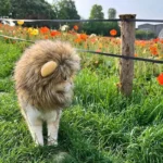 Un petit animal charmant avec une crinière explore un champ fleuri ensoleillé.