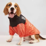 Beagle joyeux en veste orange, prêt pour laventure, adorable et stylé.