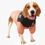 Beagle joyeux en veste corail et noir, alliant style et confort pour les chiens.