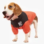 Beagle mignon en veste orange, prêt à jouer dans un style à la mode.