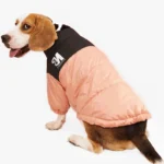 Beagle joyeux en veste peach, adorable et à la mode, sur fond blanc minimaliste.