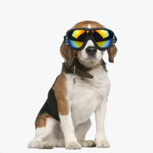 Beagle amusant avec lunettes de soleil, prêt pour laventure et débordant de personnalité.