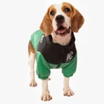 Beagle joyeux en veste colorée verte, prêt pour laventure et plein de charme.