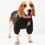 Beagle joyeux en veste noire, posé sur fond blanc, charmant et à la mode.