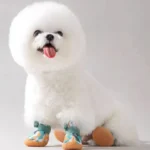 Bichon Frise joyeux avec chaussures colorées, un look adorable et tendance.