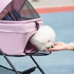 Bichon Frise dans une poussette rose, main douce offrant affection en plein air.