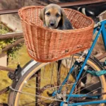 Bicyclette bleue avec panier en osier et beagle curieux, scène de plein air charmante.