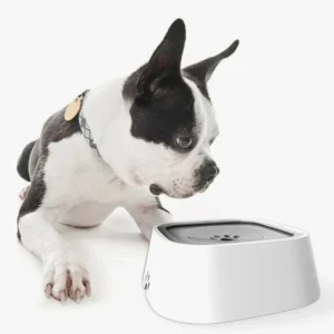 Boston Terrier curieux avec un bol moderne blanc sur un tapis doux.