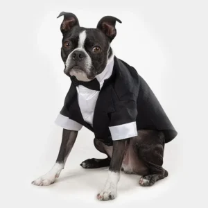 Boston Terrier en smoking : élégance charmante et humour, parfait pour les amoureux des animaux.