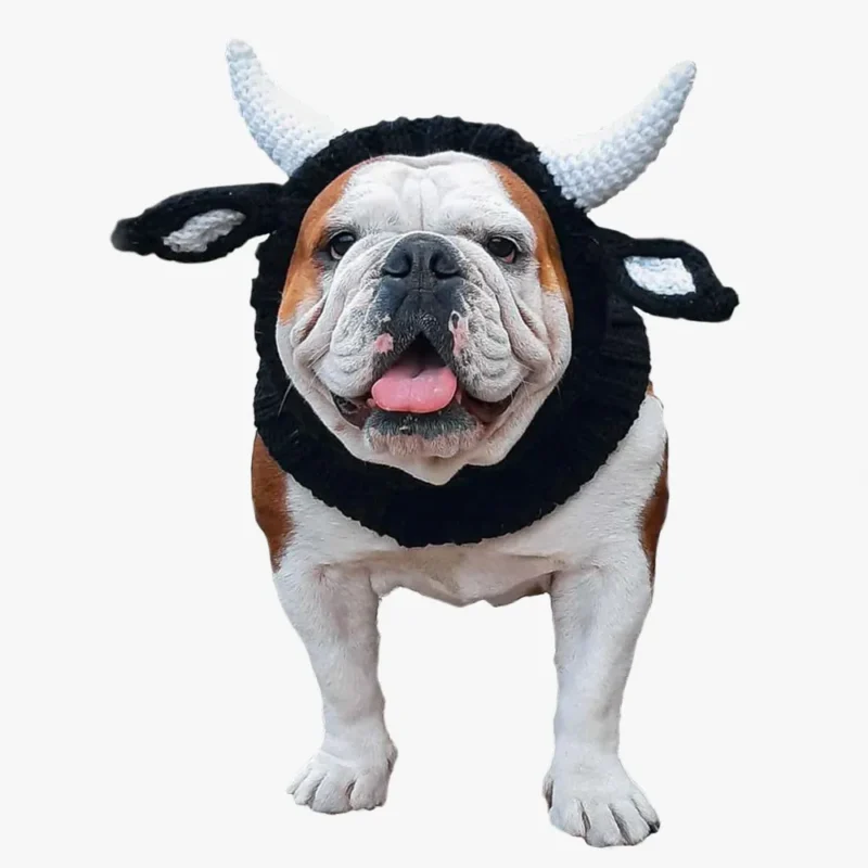 Bulldog joyeux en costume de taureau, affichant un sourire et une personnalité amusante.