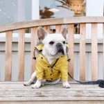 Bouledogue français en manteau jaune, assis sur un banc dans un café accueillant.