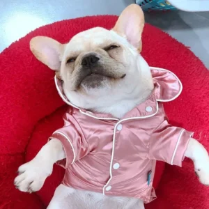 Bouledogue français détendu dans un lit rouge, vêtu dun pyjama rose adorable.