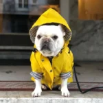 Bouledogue français adorable en manteau jaune, prêt pour une promenade citadine.