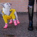 Bulldog français en manteau jaune et bottes roses sur un pavé humide.